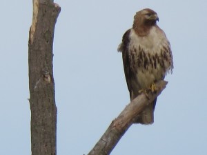 Closeup Immature Bald Eagle Of Back Neck Rd