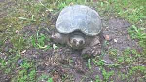 Snapping Turtle Laying Eggs